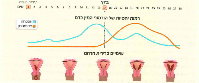 (בספר 3 תמונות)